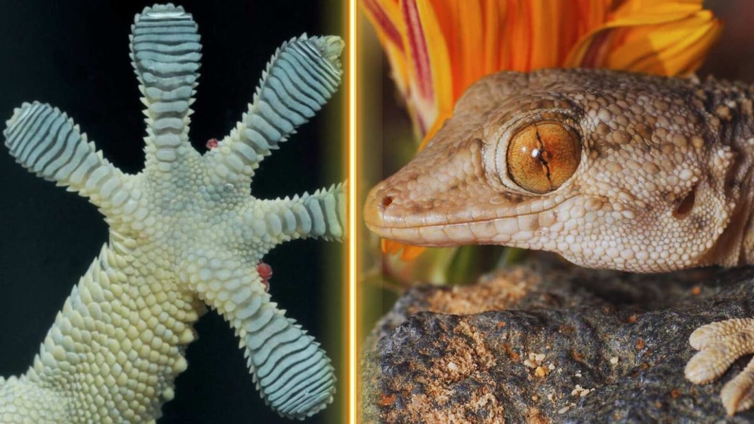 Tarente de Maurétanie comment ce gecko méditerranéen conquiert nos — free download